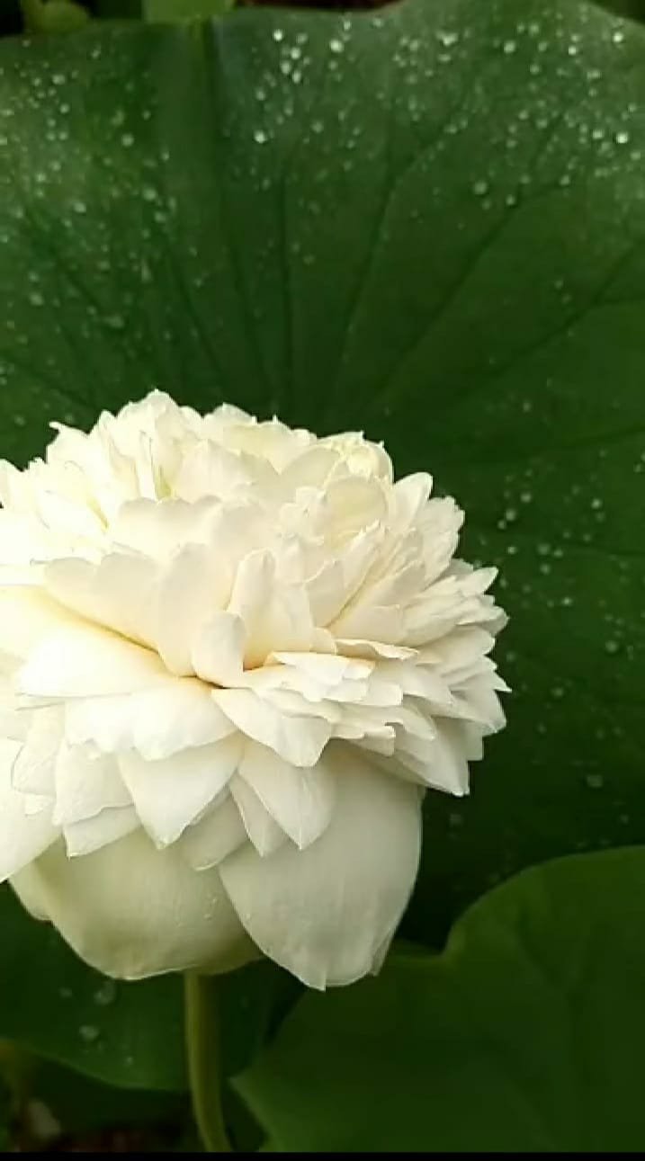 Ultimate thousand petal white Lotus - Image 2