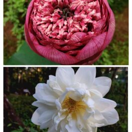 Shiroman and paakwan lotus combo