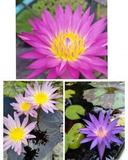 Waterlily combo(Miami, Ostara, blue whistle)