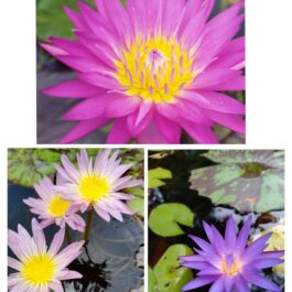 Waterlily combo(Miami, Ostara, blue whistle)