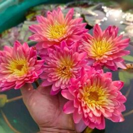 Sanam chai Waterlily