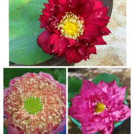 Lotus Combo (Peak of Pink, Si Thong Shaui, Nannalin)