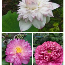 Lotus combo (Akhila, Bucha, Amiry peony)