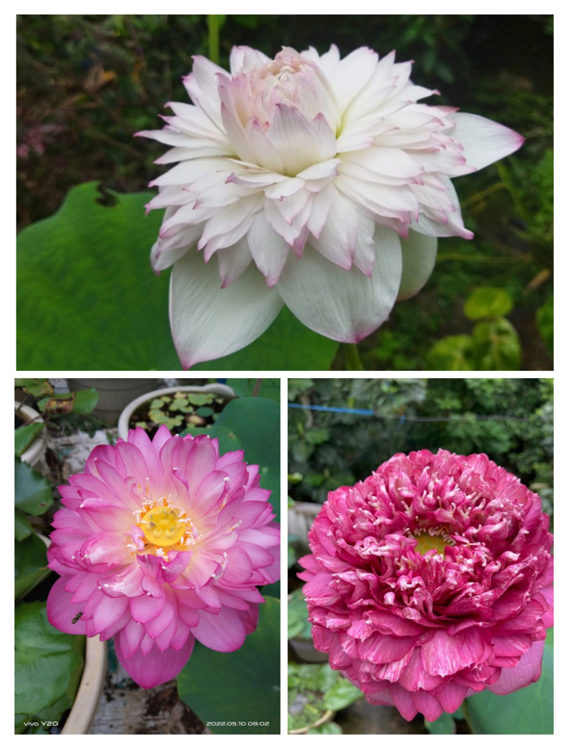 Lotus combo (Akhila, Bucha, Amiry peony)