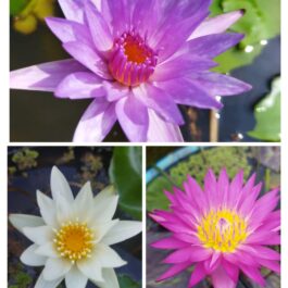 Innocence, Islamorada, Miami rose Waterlily combo