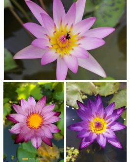 Waterlily combo(Lindsy wood, Peach blow, chombu memu)