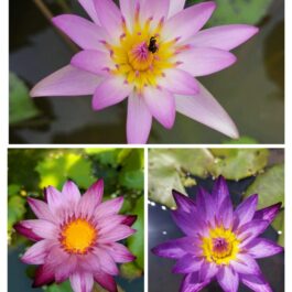 Waterlily combo(Lindsy wood, Peach blow, chombu memu)