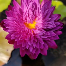 Khohinson Waterlily