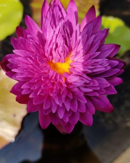 Khohinson Waterlily