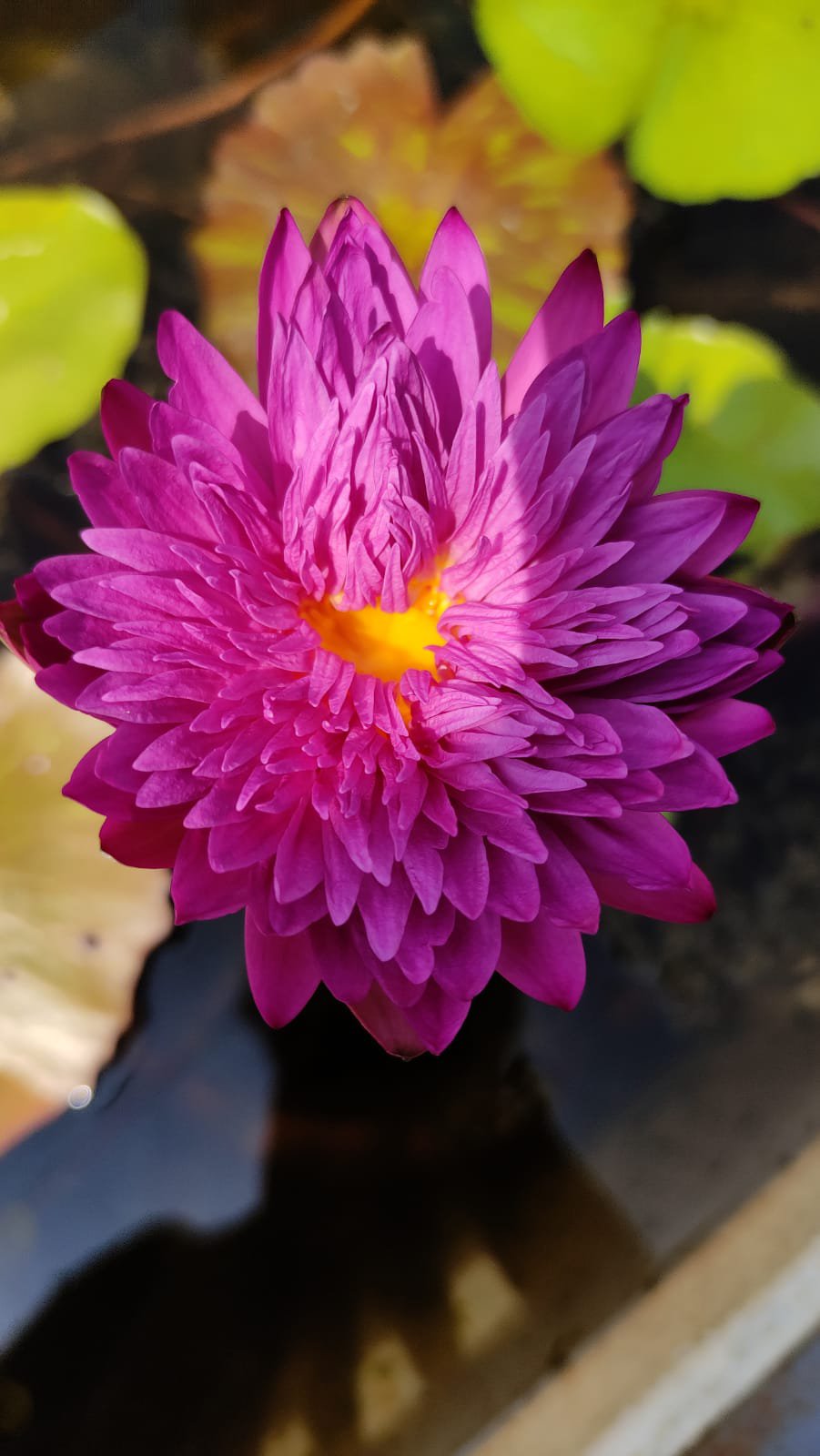 Khohinson Waterlily