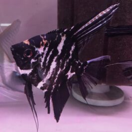 Marble Angel Fish(4pcs)