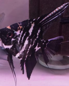 Marble Angel Fish(4pcs)