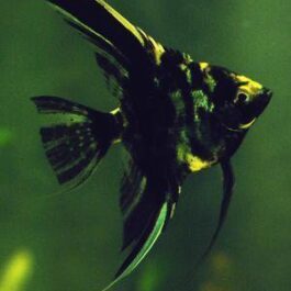 Marble Angel Fish(4pcs)