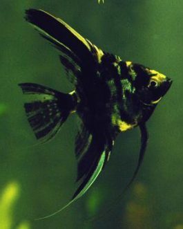 Marble Angel Fish(4pcs)