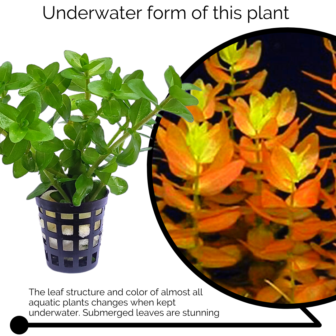 Bacopa caroliniana saffron red (pot) - Image 3