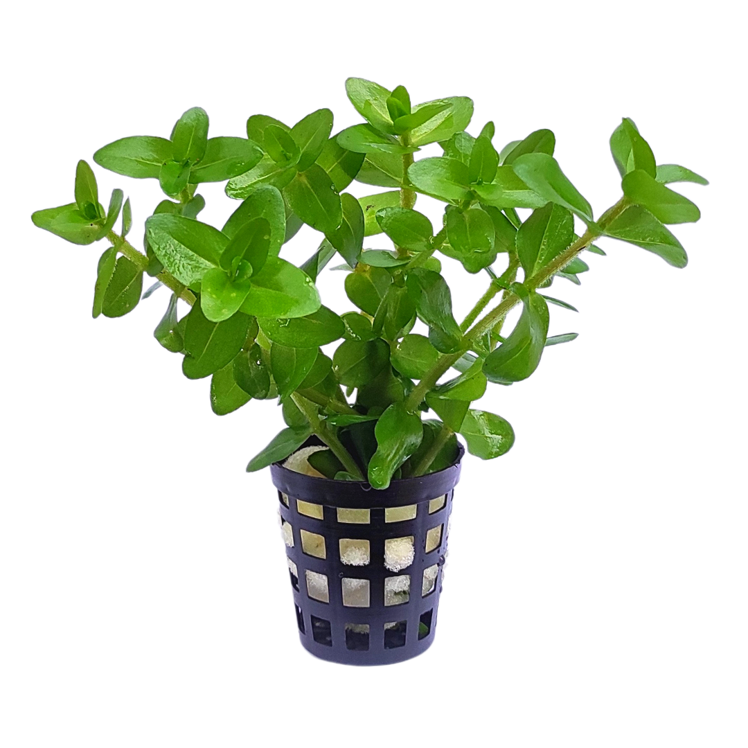 Bacopa caroliniana saffron red (pot) - Image 4