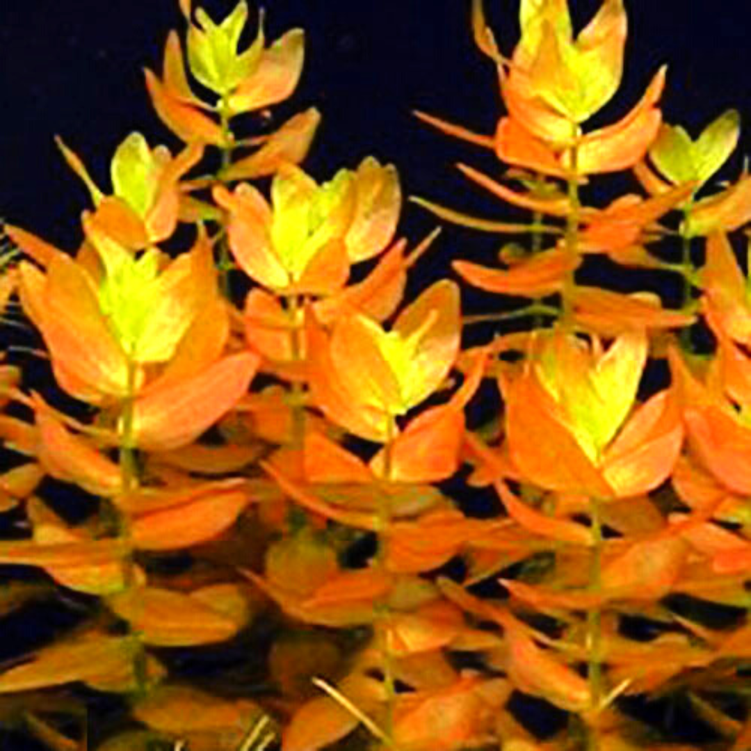 Bacopa caroliniana saffron red (pot) - Image 5