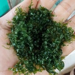 Subwassertang /round pellia moss (small pouch)
