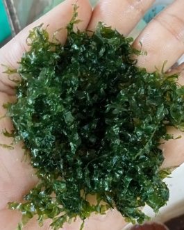 Subwassertang /round pellia moss (small pouch)