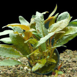 Cryptocornye Wendtii Tropica (single plant pot)