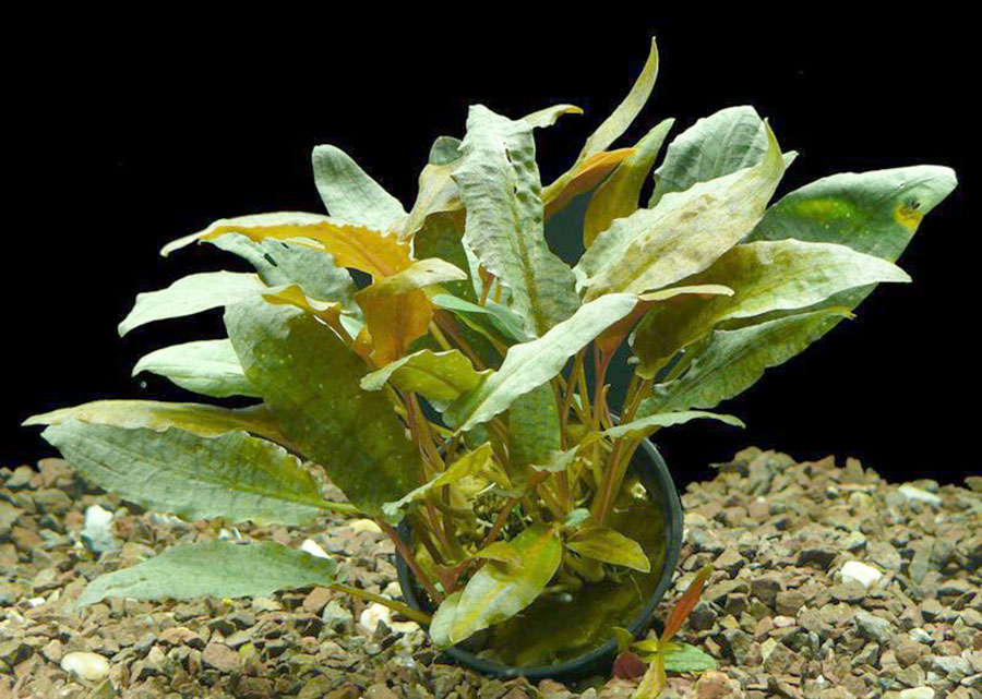 Cryptocornye Wendtii Tropica (large pot) - Image 2