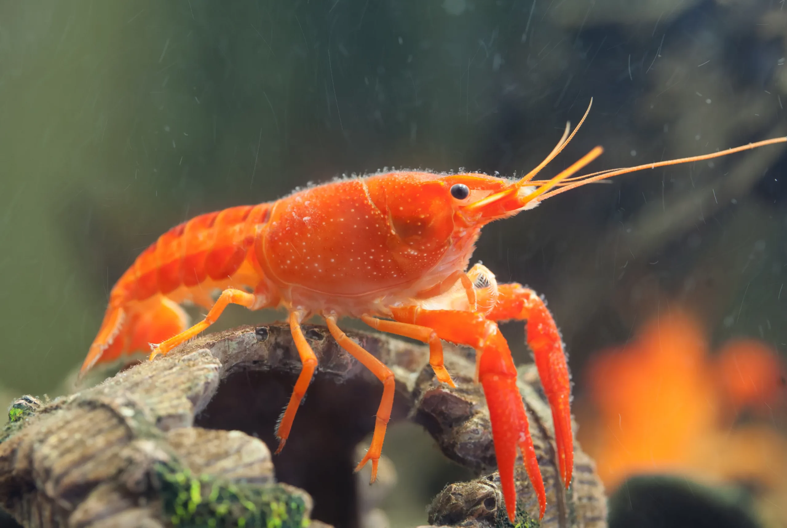 Orange Mexican Dwarf Crayfish( 4 pcs) - Image 3