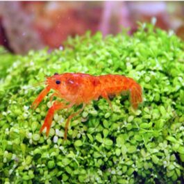 Orange Mexican Dwarf Crayfish( 4 pcs)