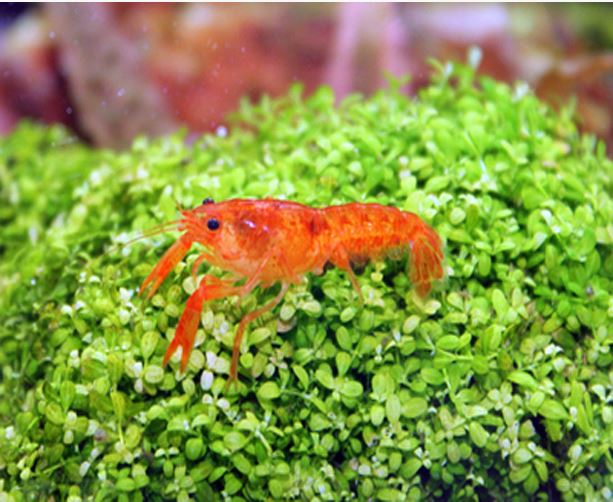 Orange Mexican Dwarf Crayfish( 4 pcs)