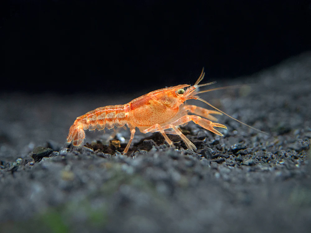 Orange Mexican Dwarf Crayfish( 4 pcs) - Image 4