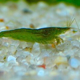 Green Babaulti (5 pair)