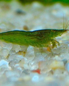 Green Babaulti (5 pair)