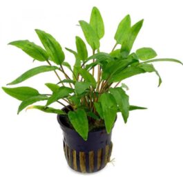 Cryptocoryne wendtii Green (single plant pot)