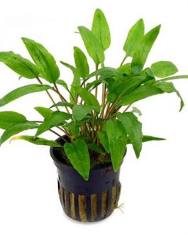 Cryptocoryne wendtii Green (large pot)
