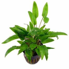 Cryptocoryne wendtii Green (single plant pot)