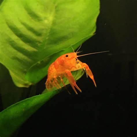 Orange Mexican Dwarf Crayfish( 4 pcs) - Image 5