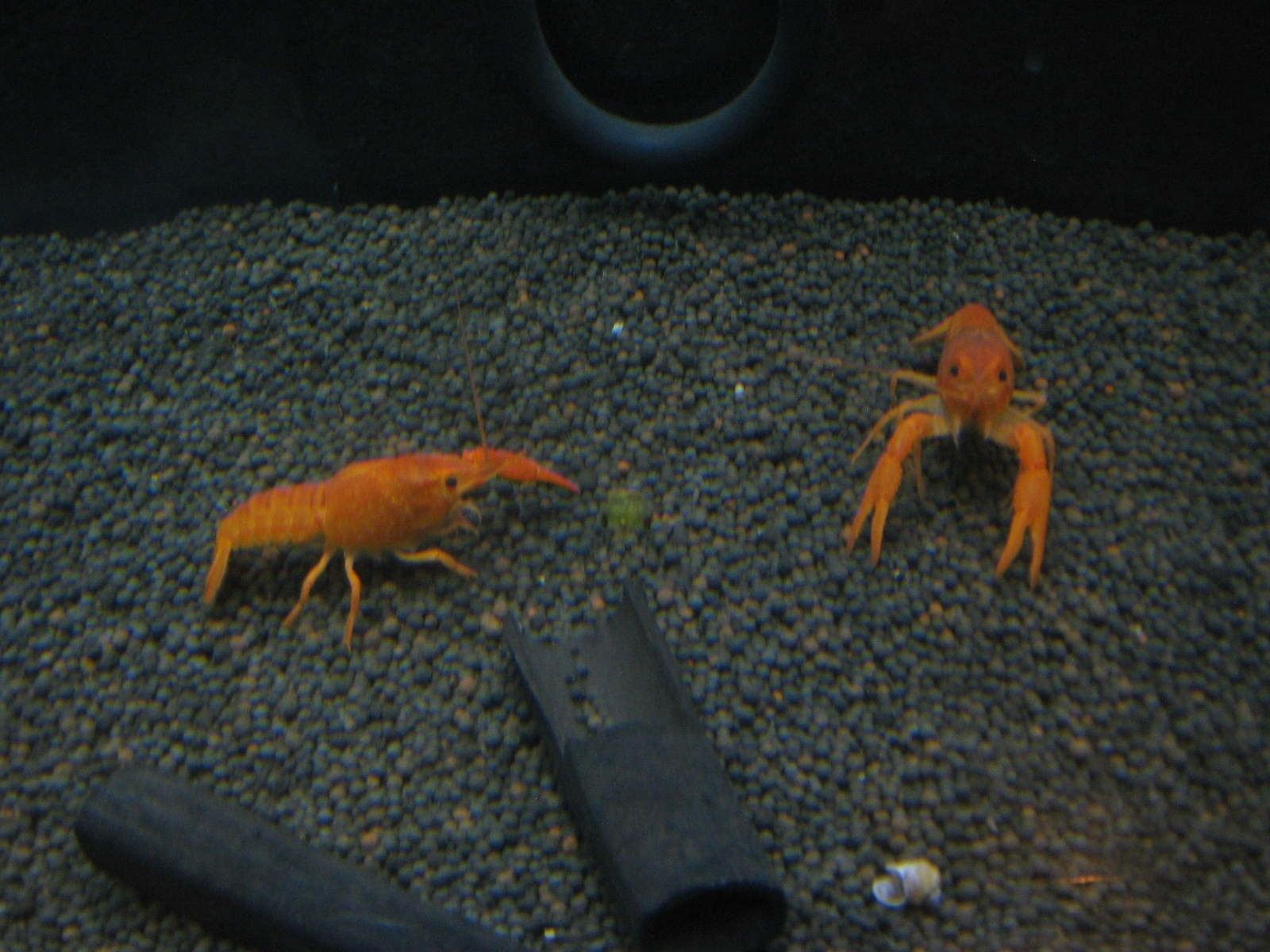 Orange Mexican Dwarf Crayfish( 4 pcs) - Image 6