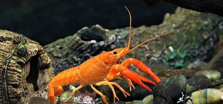 Orange Mexican Dwarf Crayfish( 4 pcs) - Image 8
