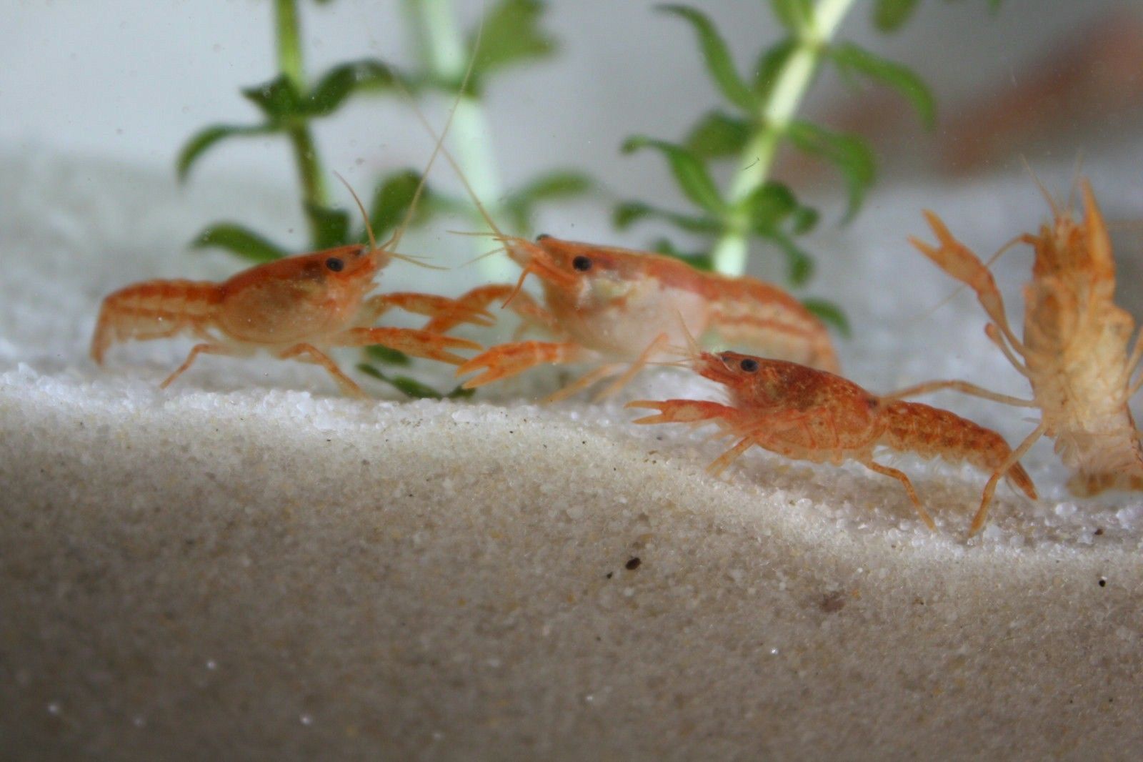 Orange Mexican Dwarf Crayfish( 4 pcs) - Image 9