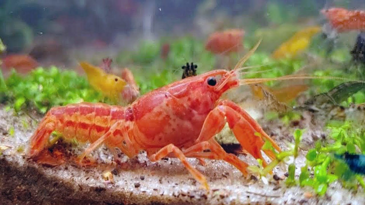 Orange Mexican Dwarf Crayfish( 4 pcs) - Image 10
