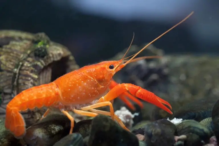 Orange Mexican Dwarf Crayfish( 4 pcs) - Image 11