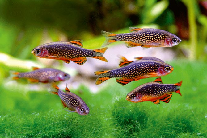 Galaxy Rasbora( 6 fishes) - Image 3