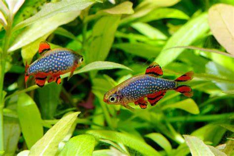 Galaxy Rasbora( 6 fishes) - Image 4