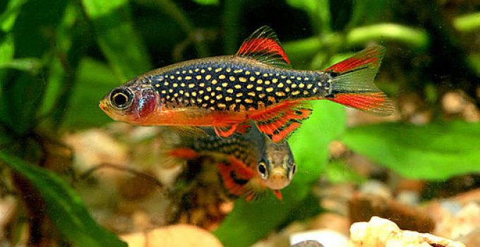Galaxy Rasbora( 6 fishes) - Image 5