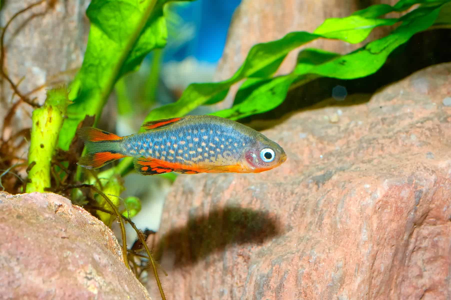 Galaxy Rasbora( 6 fishes) - Image 6