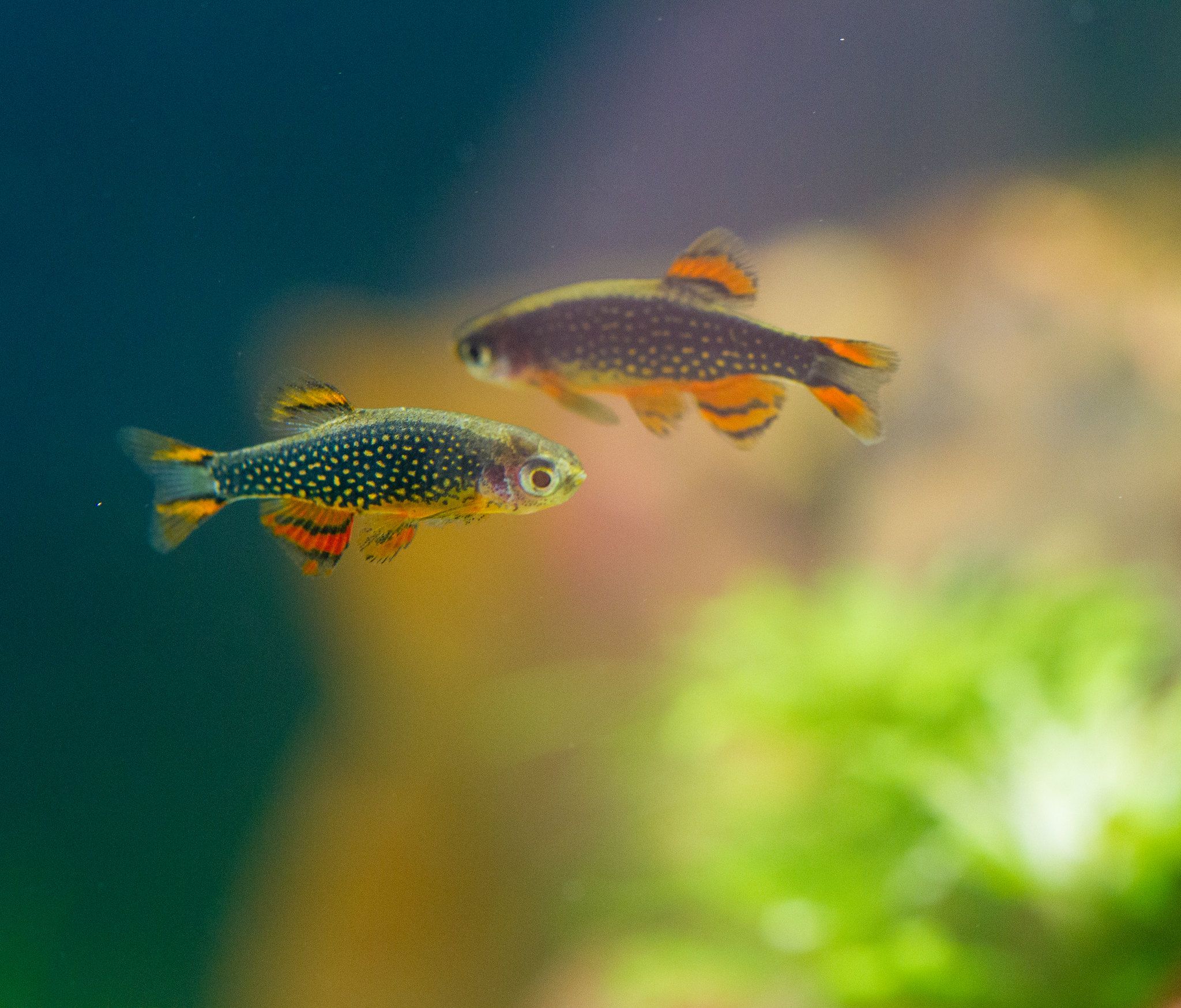 Galaxy Rasbora( 6 fishes) - Image 7