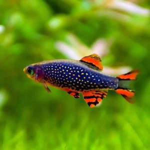 Galaxy Rasbora( 6 fishes) - Image 8