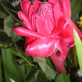 Pink Torch Ginger lily/ Etlingera eliator pink (single plant))