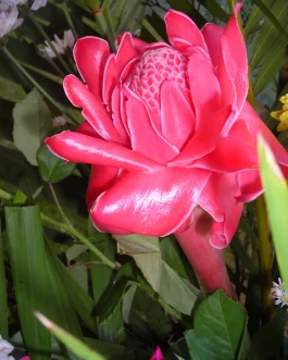 Pink Torch Ginger lily/ Etlingera eliator pink (single plant))