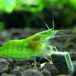 Green Babaulti (5 pair)