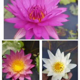 Waterlily 3 tuber combo(Hot pink, Tropical sunset, innocence)